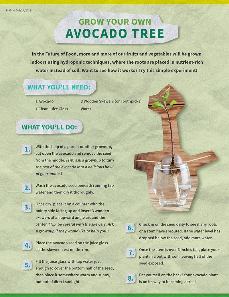 Download Instructions to grow your own avocado plant